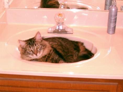 Maine Coon in Sink